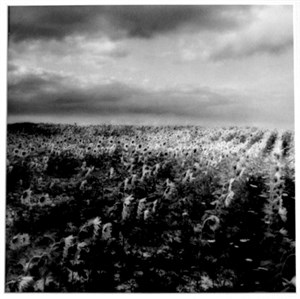 Image description is not available for 1999.031